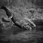 crocodile zambia african wildlife safari photography dennis wehrmann www.awsomewild.de