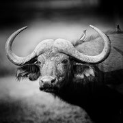 buffalo zambia african wildlife safari photography dennis wehrmann www.awsomewild.de