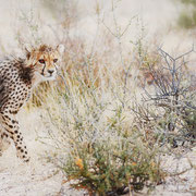 cheetah | kgalagadi transfrontier park | botswana 2018