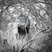 african wildlife safari photography dennis wehrmann www.awsomewild.de