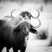 buffalo zambia african wildlife safari photography dennis wehrmann www.awsomewild.de