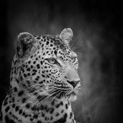leopard south africa african wildlife safari photography dennis wehrmann www.awsomewild.de