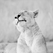 lion south africa african wildlife safari photography dennis wehrmann www.awsomewild.de