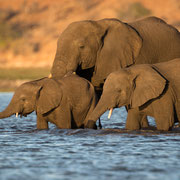 elephants | chobe riverfront | sedudu island | botswana 2014
