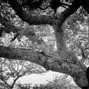 leopard | kruger national park | south africa 2022