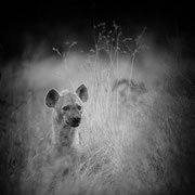 hyena south africa african wildlife safari photography dennis wehrmann www.awsomewild.de