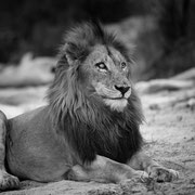 lion | kruger national park | south africa 2022