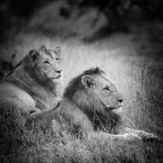 lion south africa african wildlife safari photography dennis wehrmann www.awsomewild.de