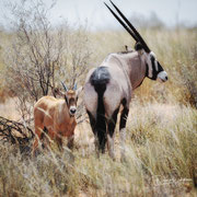 oryx | kgalagadi transfrontier park | botswana 2018