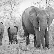 elephants kruger national park | south africa 2016