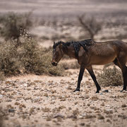 wild horse namibia | garup namib desert | namibia 2015