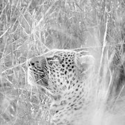 leopard south africa african wildlife safari photography dennis wehrmann www.awsomewild.de