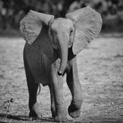 elephant zambia african wildlife safari photography dennis wehrmann www.awsomewild.de