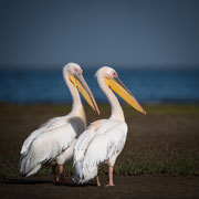 pelican | walvis bay | namibia 2015