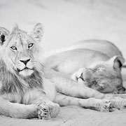 lion | kgalagadi transfrontier park | botswana 2018