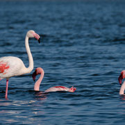flamingo | walvis bay | namibia 2015