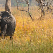 bush walk | chief`s island | okavango delta | botswana 2014