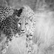  african wildlife safari photography dennis wehrmann www.awsomewild.de