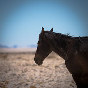 wild horse namibia | garup namib desert | namibia 2015