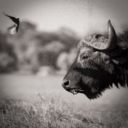 african wildlife safari photography dennis wehrmann www.awsomewild.de