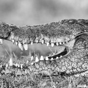 crocodile  | chobe riverfront sedudu island | botswana 2014