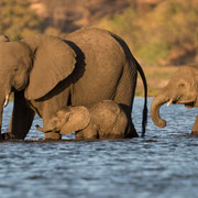 elephants | chobe riverfront | sedudu island | botswana 2014