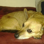 Rico (*2001/+2015)