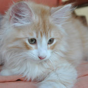 Vlakh