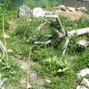 Leichte Hanglage, Steine, Wurzeln, Verstecke