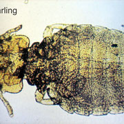 Haarling