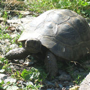Maurische Landschildkröte