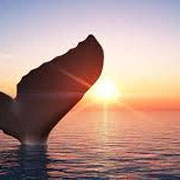 Accompagnateur de voyage personnalisé-Baleine Québec-https://aidantservices.wordpress.com