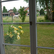Rosen und ein Gastpferd vor dem Fenster