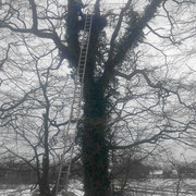 Nest in der Eiche