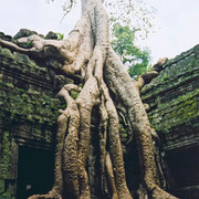 Typisches Bild in den Ruinen von Angkor.