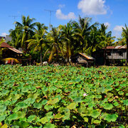 Seerosenfeld in Kampot