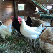 Margot, Marianne und Marlene