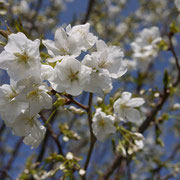 さすがに熊本は暖かく、桜が咲き始めてました
