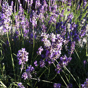 Lavendel