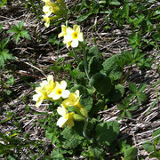 Schlüsselblume