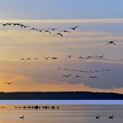 Abendstimmung in der Geltinger Birk