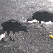 Geier am Fischmarkt