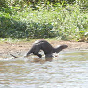 Riesen-Otter