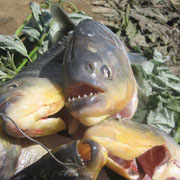 Piranhas