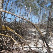 ausgetrockneter Mangrovenwald