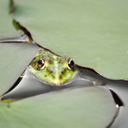 Teichfrosch