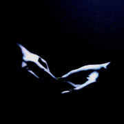 DarkZone I