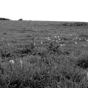 Fleurs de campagne - France, Octobre 2009