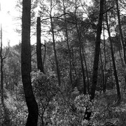 Balade en forêt avant Noël - Autour de Gargas, Provence (Vaucluse), Décembre 2012