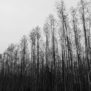 Forêt d'hiver - Autour de Lyon, Janvier 2011